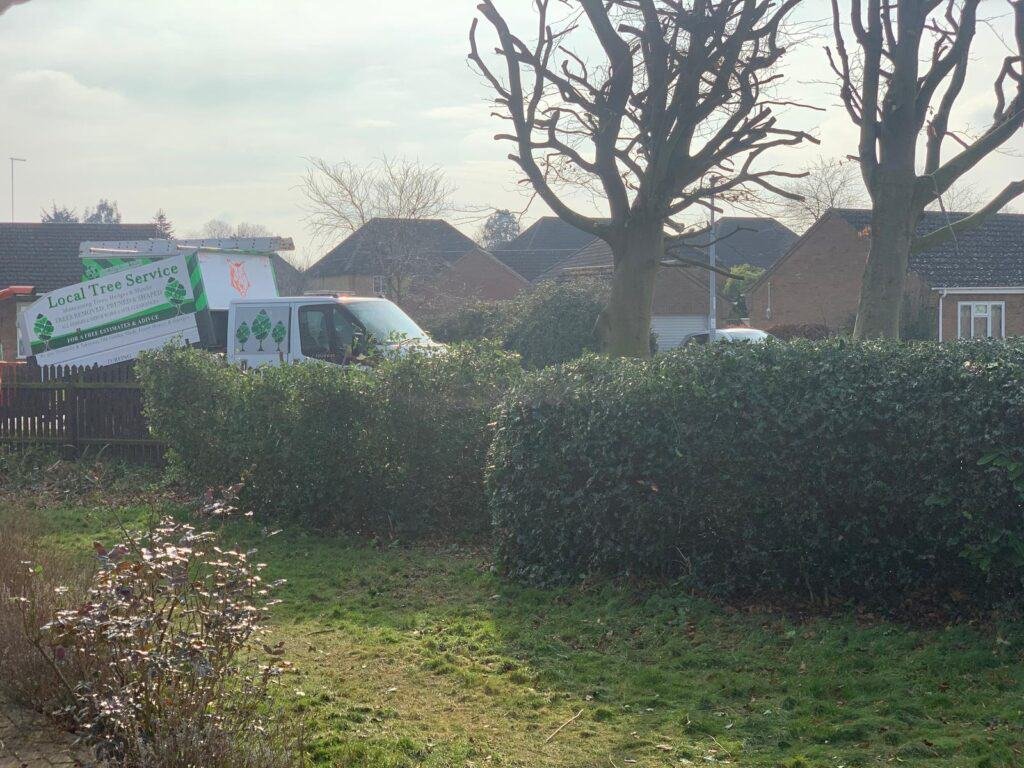 JM Tree Surgeons - Chelmsford